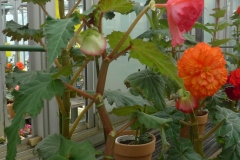 Jardin botannique Jindai - Dans la serre