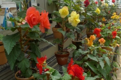 Jardin botannique Jindai - Dans la serre