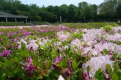 Jardin botannique Jindai - Azalées