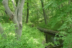 Jardin botannique Jindai