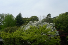 Arbres dans l'enceinte du Jindaiji