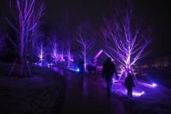 teamlab digitalized lake and forest