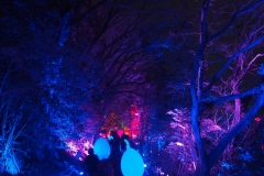 teamlab digitalized lake and forest