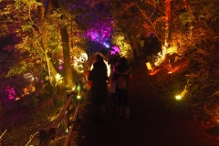 teamlab digitalized lake and forest