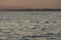 Enoshima - Océan
