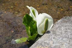 Shirakawa-go - Fleur