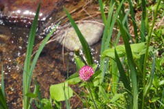 Shirakawa-go - Fleur