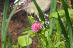 Shirakawa-go - Fleur