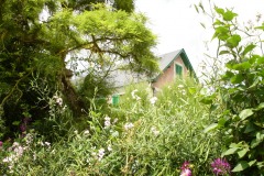 Fleurs de Giverny