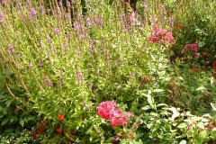 Fleurs de Giverny