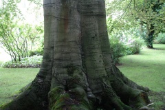 Arbre