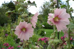 Roses trémières