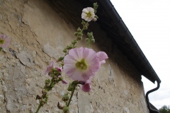 Roses trémières dans le village