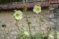 Roses trémières dans le village