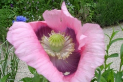 Fleurs de Giverny