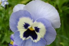 Fleurs de Giverny