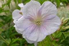 Fleurs de Giverny