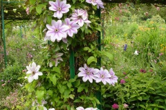 Fleurs de Giverny
