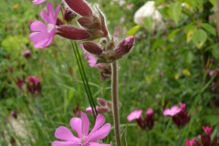 Fleurs de Giverny