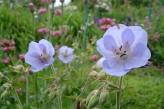 Fleurs de Giverny