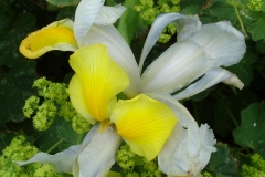Fleurs de Giverny