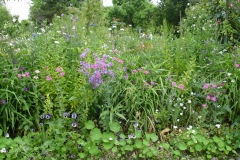 Fleurs de Giverny