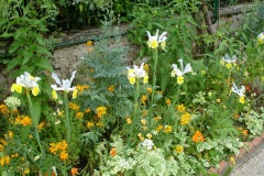 Fleurs de Giverny