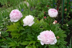 Fleurs de Giverny