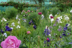 Fleurs de Giverny