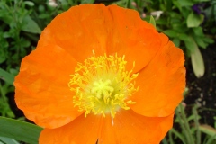 Fleurs de Giverny