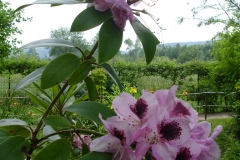 Fleurs de Giverny
