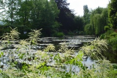 L'étang aux nénuphars