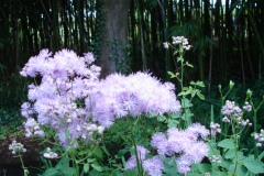 Fleurs de Giverny