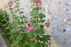 Roses trémières dans le village