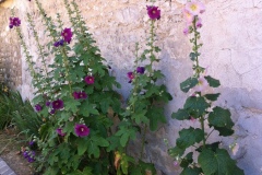 Roses trémières dans le village