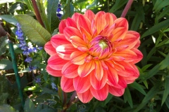 Fleurs de Giverny