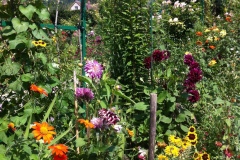 Fleurs de Giverny