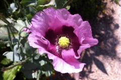 Fleurs de Giverny