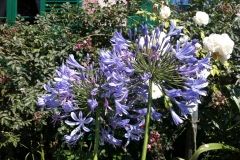 Fleurs de Giverny