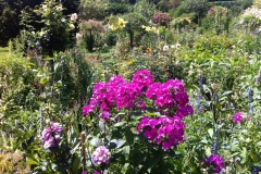 Fleurs de Giverny