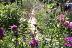 Fleurs de Giverny