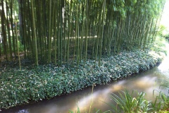 Rivière et bambous
