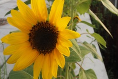 Hakodate - Tournesol