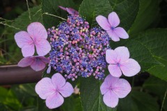 Hakodate - Hydrangea