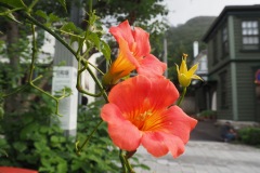 Hakodate - Nouzenkazura