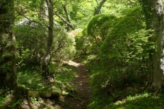 Hakone - Kowakidani