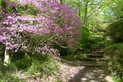 Hakone - Kowakidani