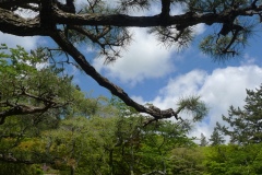 Hakone - Kowakidani