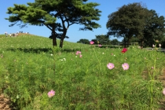 Hitachi kaihin kôen - Cosmos
