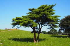 Hitachi kaihin kôen - Arbre
